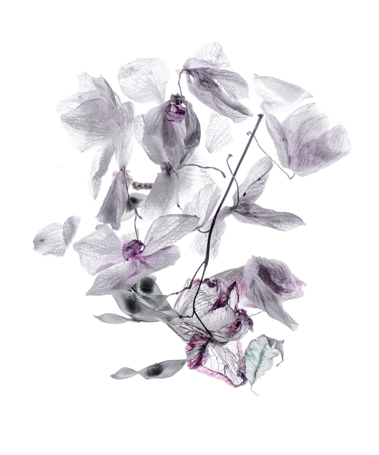 Calligraphy, 38 Yuri Brodsky