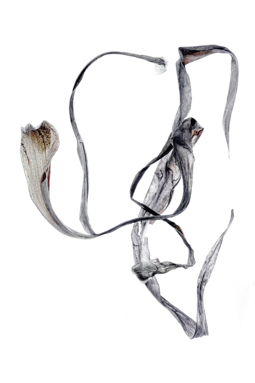 Calligraphy, 26 Yuri Brodsky