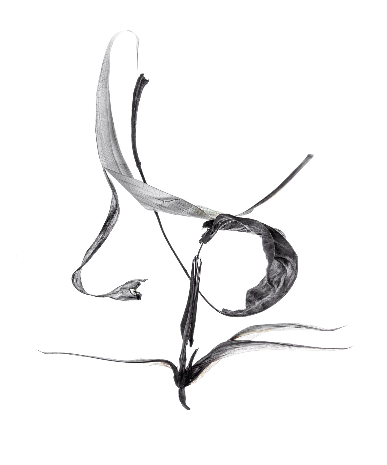 Calligraphy, 29 Yuri Brodsky