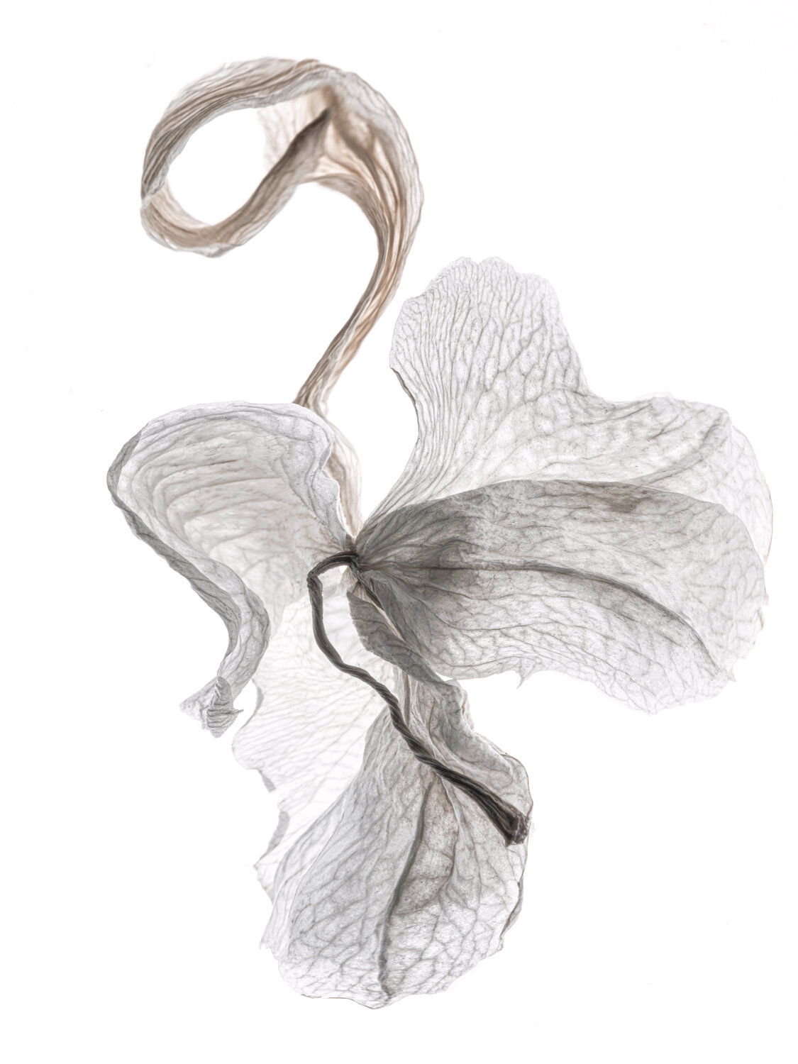 Calligraphy, 110 Yuri Brodsky