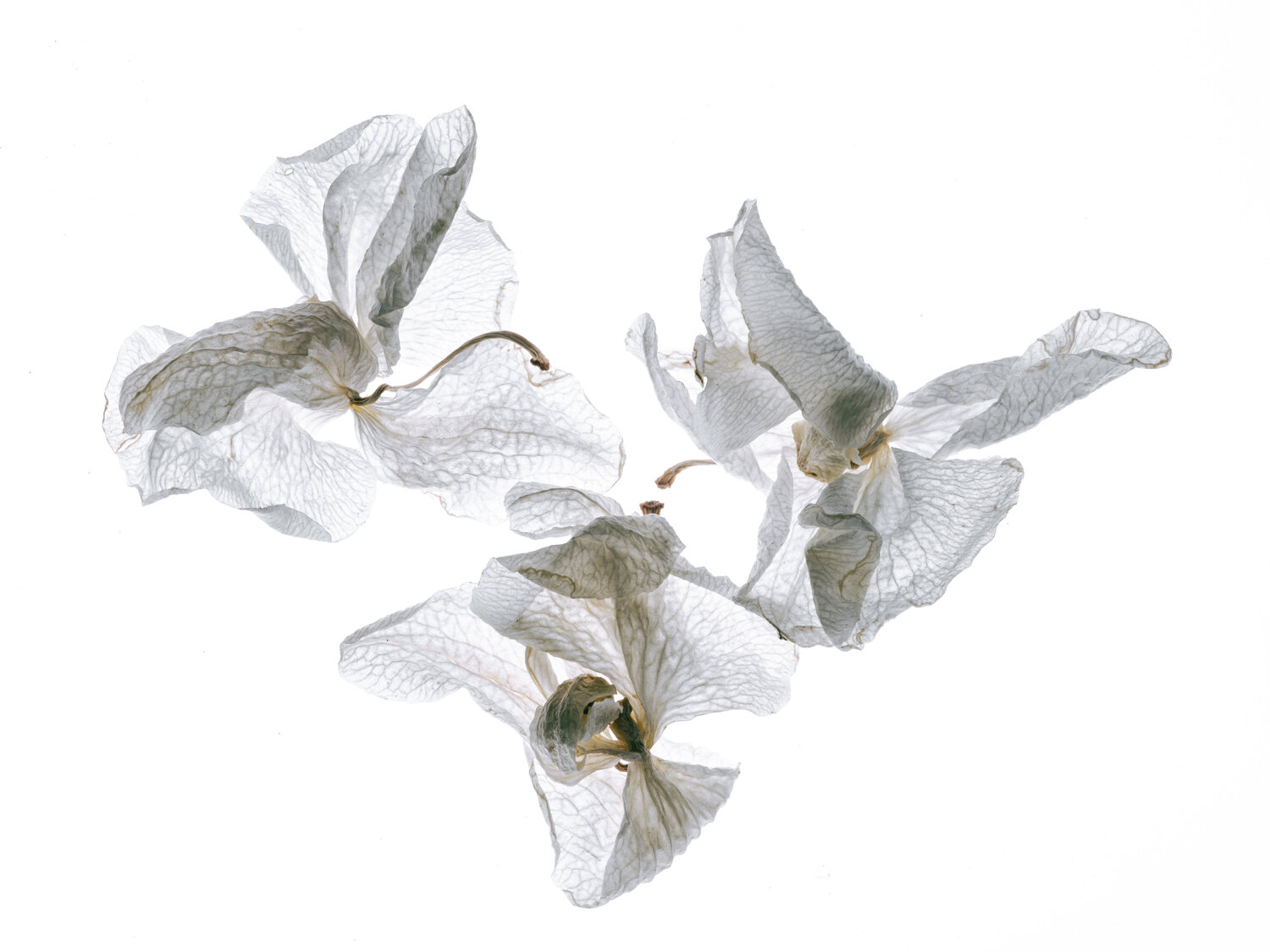 Calligraphy, 103 Yuri Brodsky