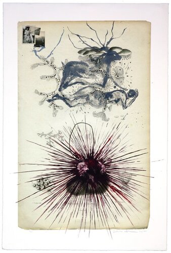 Oursin by Guillermo Olguin, Print for Sale on Singulart
