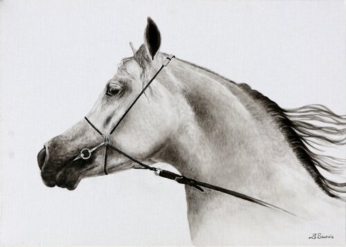 Portrait de Pur Sang #3 di Laurence Saunois, Disegno in vendita su Singulart