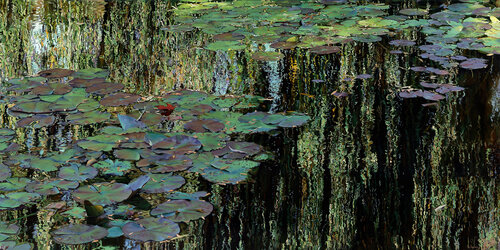 Nympheus Luminansis ©, "Lumière à l'ombre du saule pleureur" : Tirage d'art d'après une peinture à l'huile originale van Laurence Saunois, Afdruk te koop op Singulart