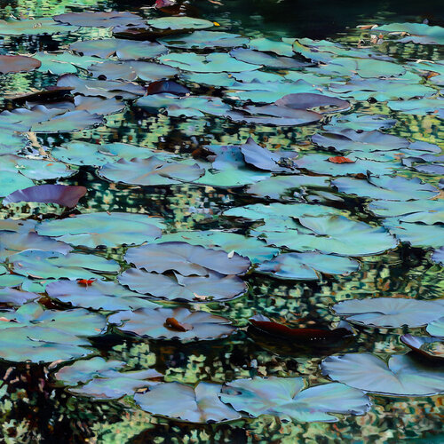 Nympheus Luminansis ©, "Vibrantes Lumières" : Tirage d'art d'après une peinture à l'huile originale by Laurence Saunois, Print for Sale on Singulart