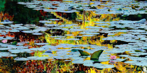 Nympheus Luminansis ©, "La Lumière est d'or" : Tirage d'art d'après une peinture à l'huile originale van Laurence Saunois, Afdruk te koop op Singulart