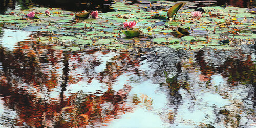 Nympheus Luminansis ©, "Palpitantes Lumières" : Tirage d'art d'après une peinture à l'huile originale by Laurence Saunois, Print for Sale on Singulart