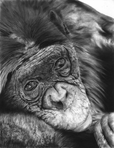 Tristesse di Laurence Saunois, Disegno in vendita su Singulart