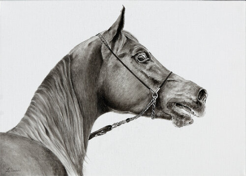 Portrait de Pur Sang #4 Laurence Saunois