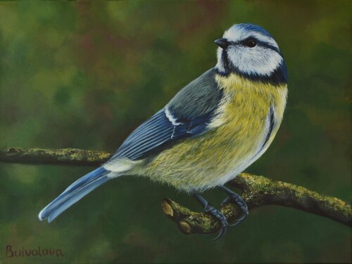 Bird titmouse on a branch de Iryna Buivolova, Pintura a la venta en Singulart