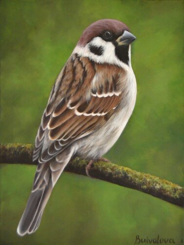 Sparrow sitting on a branch de Iryna Buivolova, Pintura a la venta en Singulart