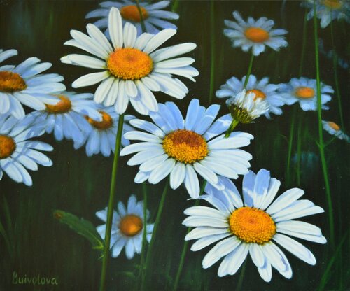 Three chamomiles van Iryna Buivolova, Schilderij te koop op Singulart