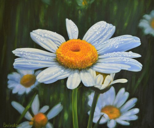 Chamomile dew van Iryna Buivolova, Schilderij te koop op Singulart
