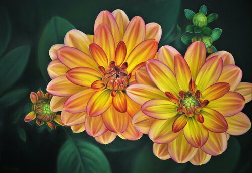 Flowers of orange dahlia van Iryna Buivolova, Schilderij te koop op Singulart