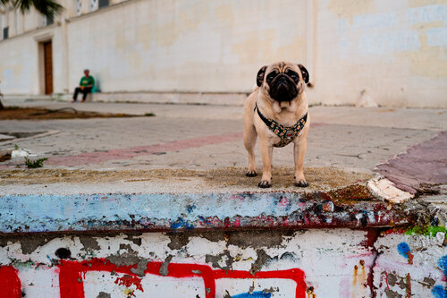Dog in Black par Nicolas "Clint" Drapier, Photographie en vente sur Singulart