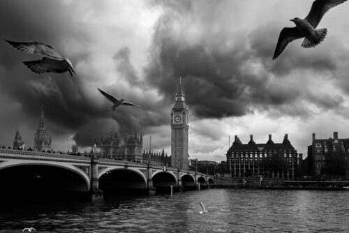 Birds by Nicolas "Clint" Drapier, 사진 for Sale on Singulart