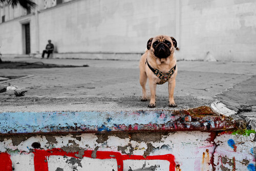 Dog in Black (Variation) by Nicolas "Clint" Drapier, Photography for Sale on Singulart