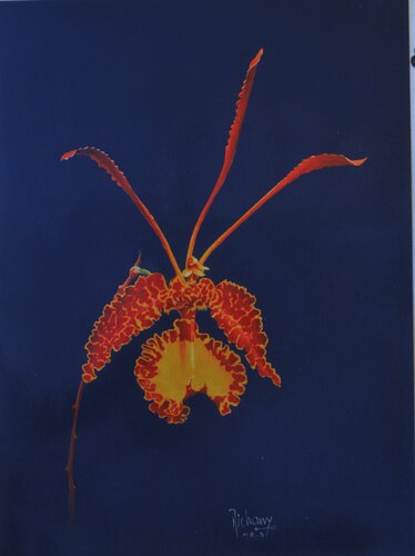 ONCIDIUM van Michel MICHAUX, Werk op papier te koop op Singulart
