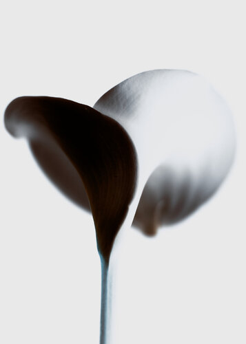 Flower Serie 1 di Pedro Afonso, Fotografia in vendita su Singulart