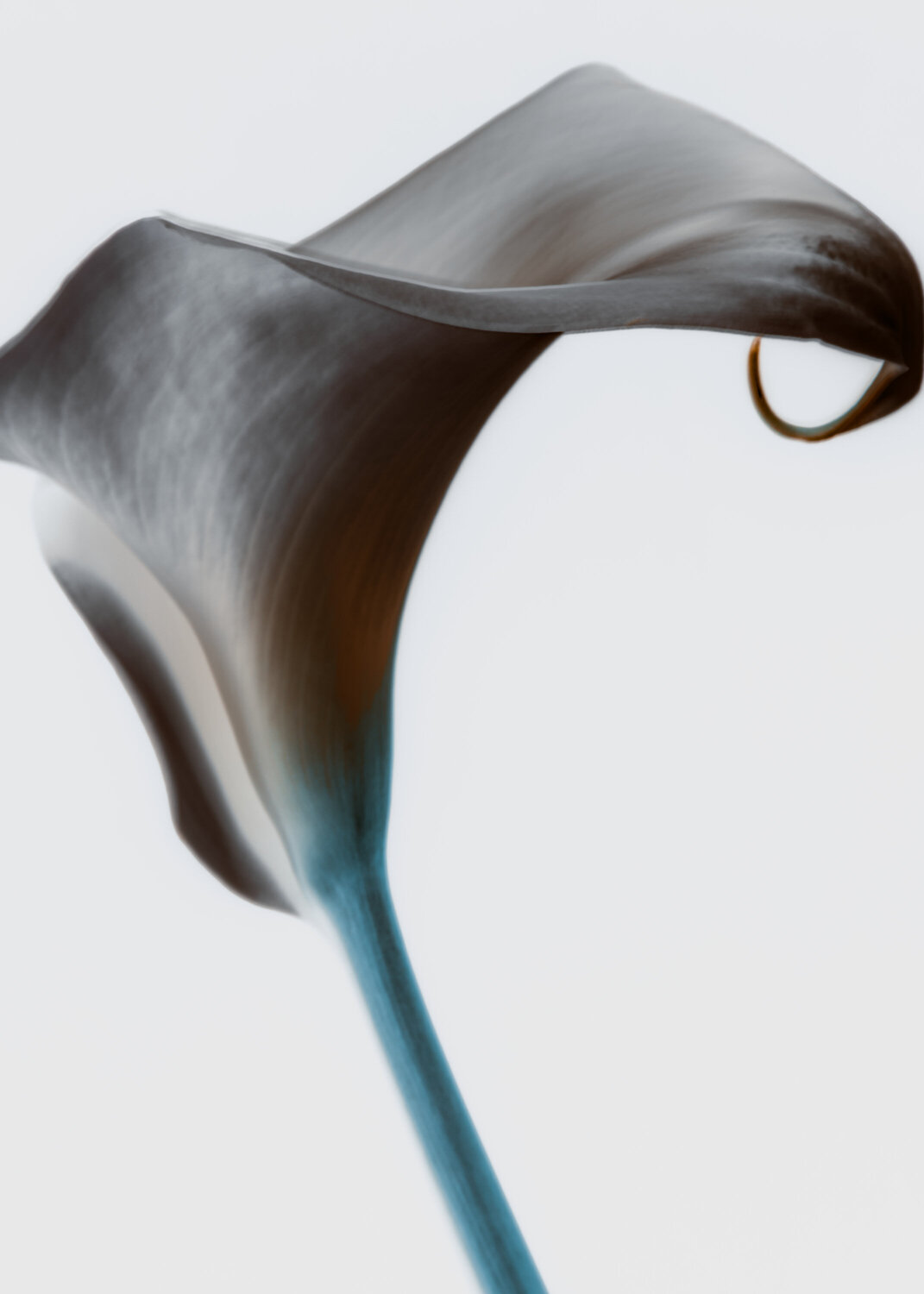 Flower Serie 1 Pedro Afonso