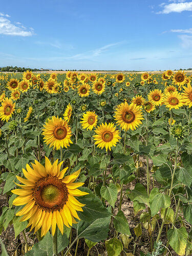 The sunflowers von Fabio Accorrà, Fotografie kaufen auf Singulart