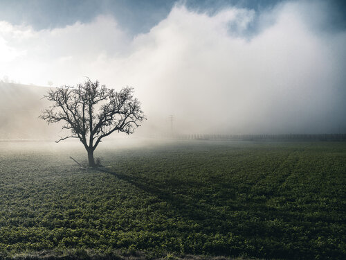 Light fog di Fabio Accorrà, Fotografia in vendita su Singulart