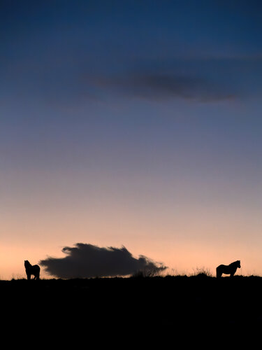 The Icelandic Horses di Fabio Accorrà, Fotografia in vendita su Singulart