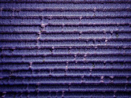 The violet nature von Fabio Accorrà, Fotografie kaufen auf Singulart