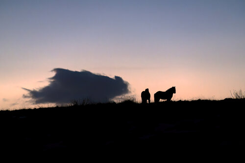 The horses di Fabio Accorrà, Fotografia in vendita su Singulart