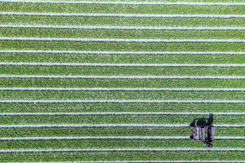 Working in the fields by Fabio Accorrà, Photography for Sale on Singulart