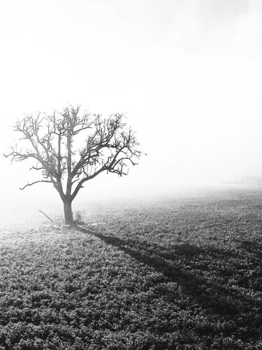 Tree in the fog van Fabio Accorrà, Fotografie te koop op Singulart