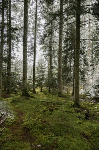 Inside the forest di Fabio Accorrà, Fotografia in vendita su Singulart