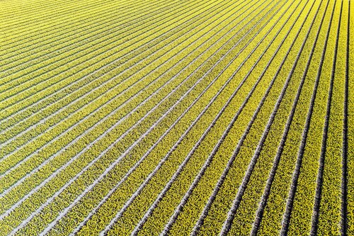 Yellow tulips by Fabio Accorrà, Photography for Sale on Singulart