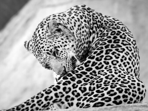 The big Leopard di Fabio Accorrà, Fotografia in vendita su Singulart