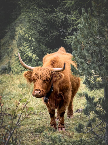 Scottish cow von Fabio Accorrà, Fotografie kaufen auf Singulart
