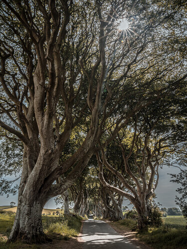 The fantastic dark hedges #1 di Fabio Accorrà, Fotografia in vendita su Singulart