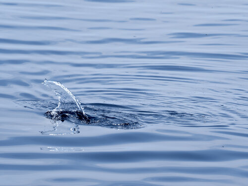 Dolphin wake von Fabio Accorrà, Fotografie kaufen auf Singulart
