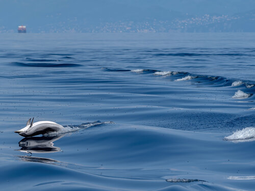 Dolphin life de Fabio Accorrà, Fotografía a la venta en Singulart