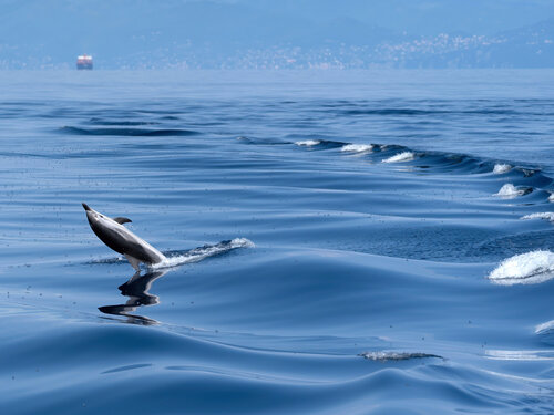 Dolphin jump di Fabio Accorrà, Fotografia in vendita su Singulart