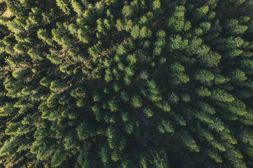 A sea of trees by Fabio Accorrà, Photography for Sale on Singulart