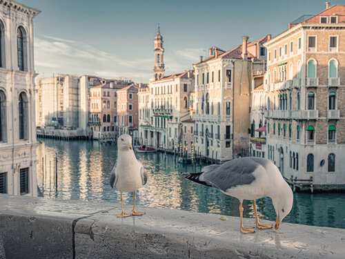 I gabbiani veneziani de Fabio Accorrà, Fotografía a la venta en Singulart