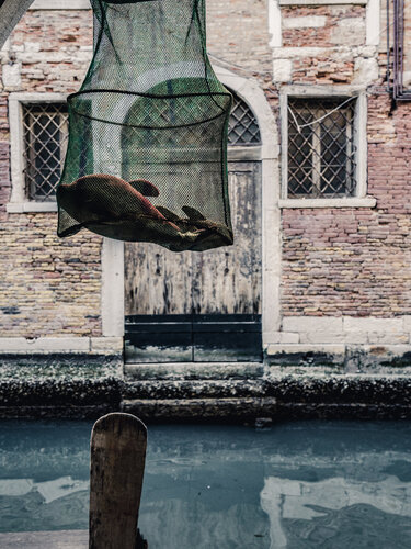 The fish von Fabio Accorrà, Fotografie kaufen auf Singulart