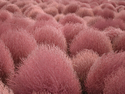 Red tufts Fabio Accorrà