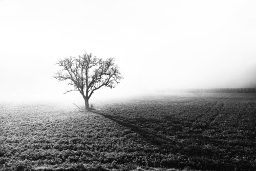 The Lonely Tree van Fabio Accorrà, Fotografie te koop op Singulart