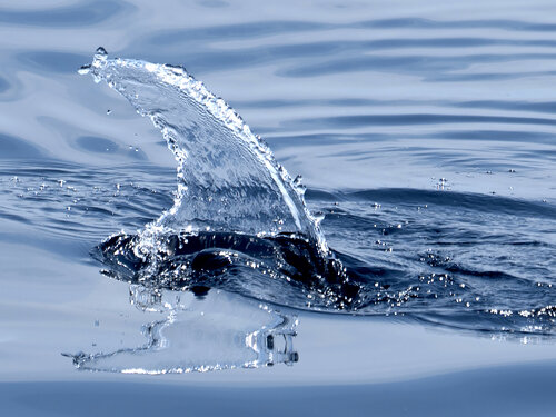 Wake by Fabio Accorrà, Photography for Sale on Singulart