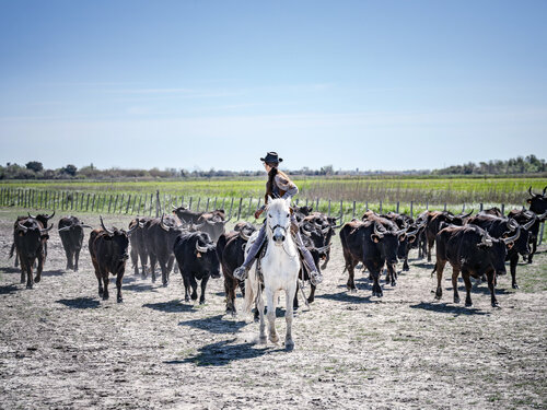 Camargue life de Fabio Accorrà, Fotografía a la venta en Singulart
