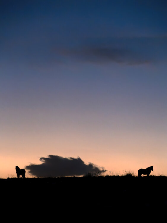 The Icelandic Horses Fabio Accorrà