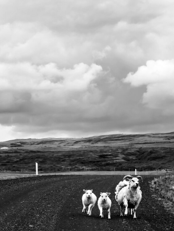 Iceland traffic Fabio Accorrà