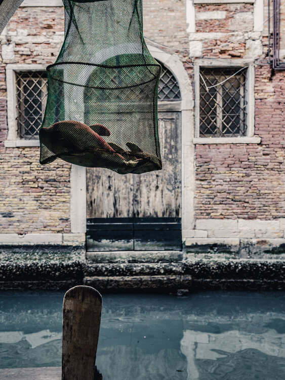 The fish Fabio Accorrà