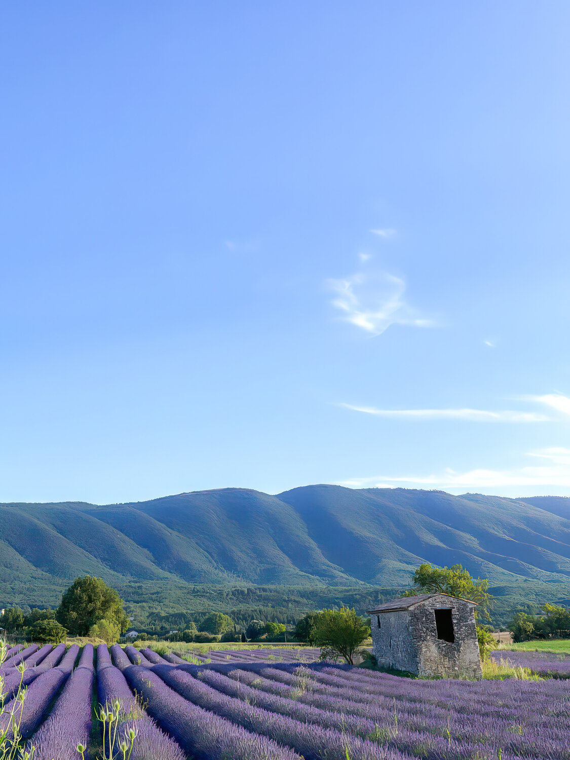 The colors of Provence Fabio Accorrà Fotografie zu verkaufen